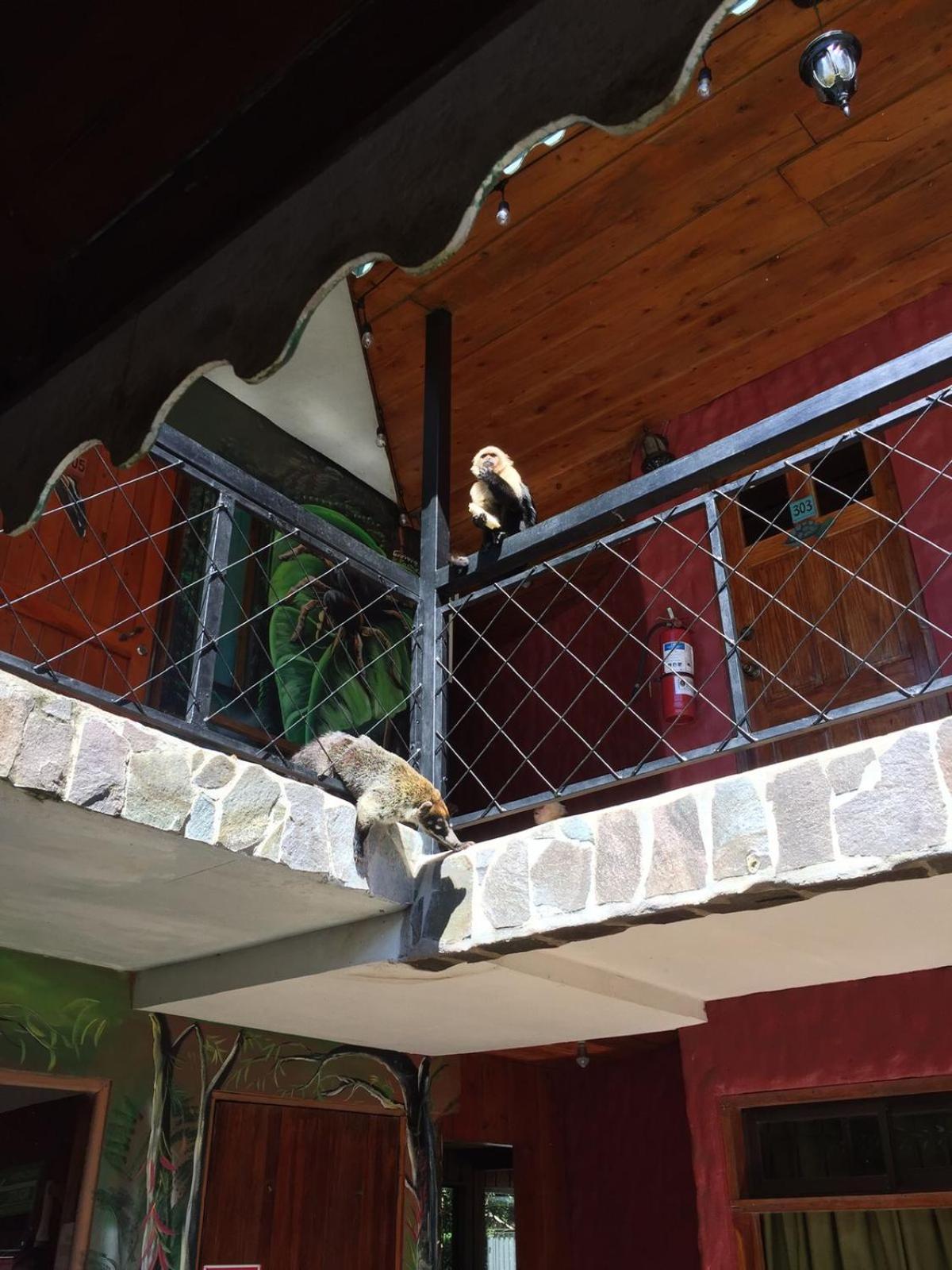 Manakin Lodge, Monteverde Ngoại thất bức ảnh